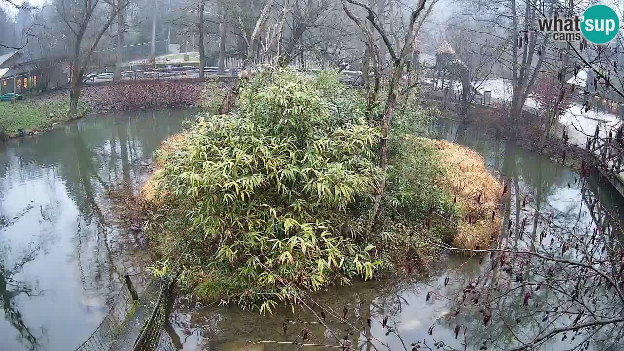 Yellow-cheeked gibbon Zoo Ljubljana livecam