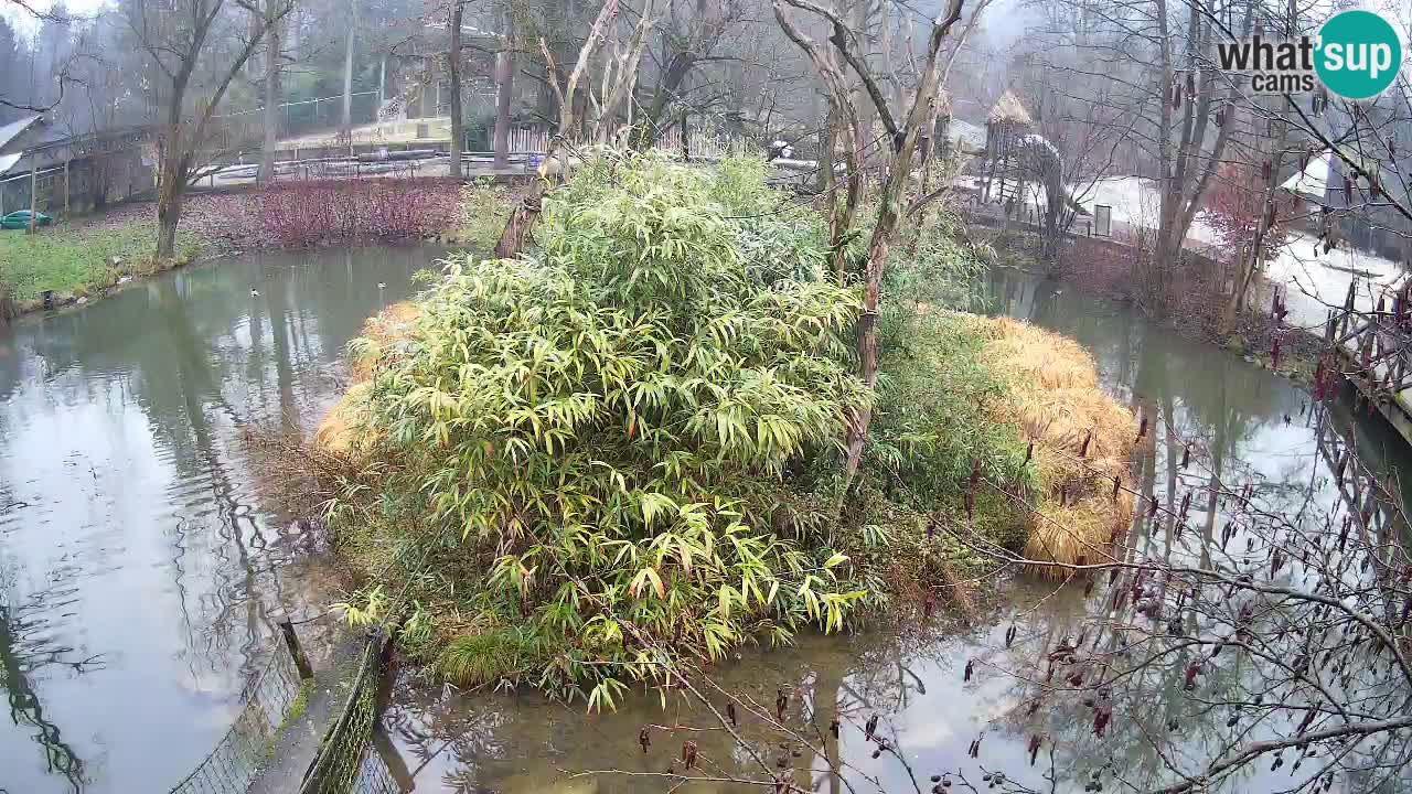 Gibon – Nomascus gabriellae – Zoo Ljubljana web kamera
