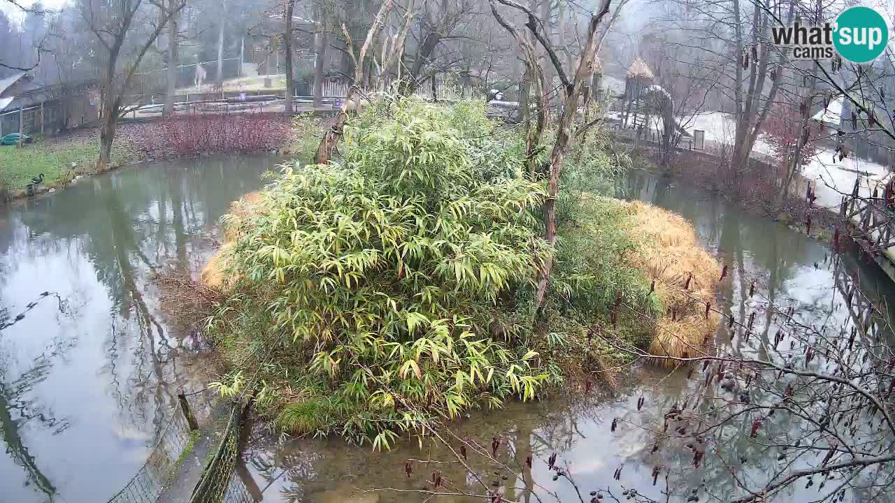 Gibbone dalle guance rosa nello ZOO di Ljubljana