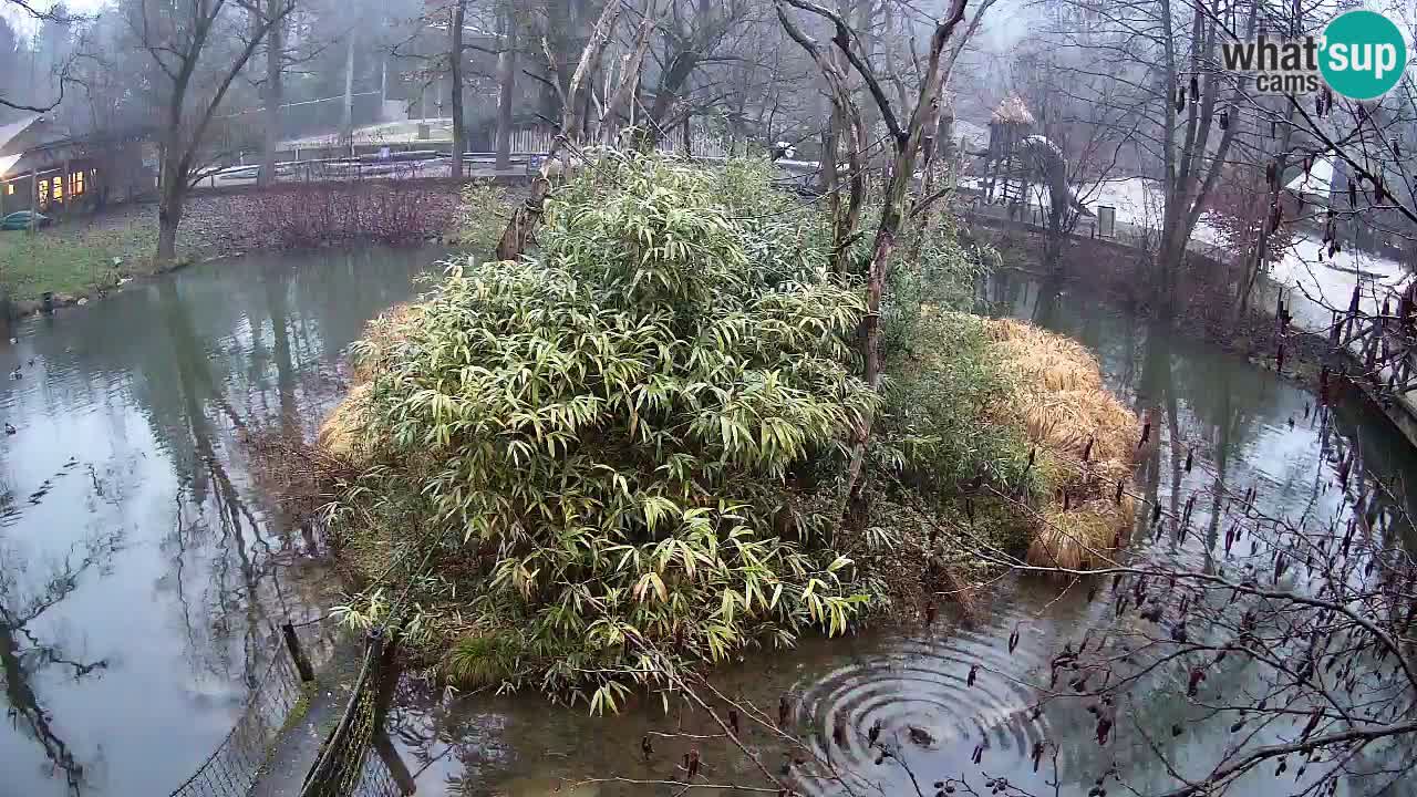 Yellow-cheeked gibbon Zoo Ljubljana livecam