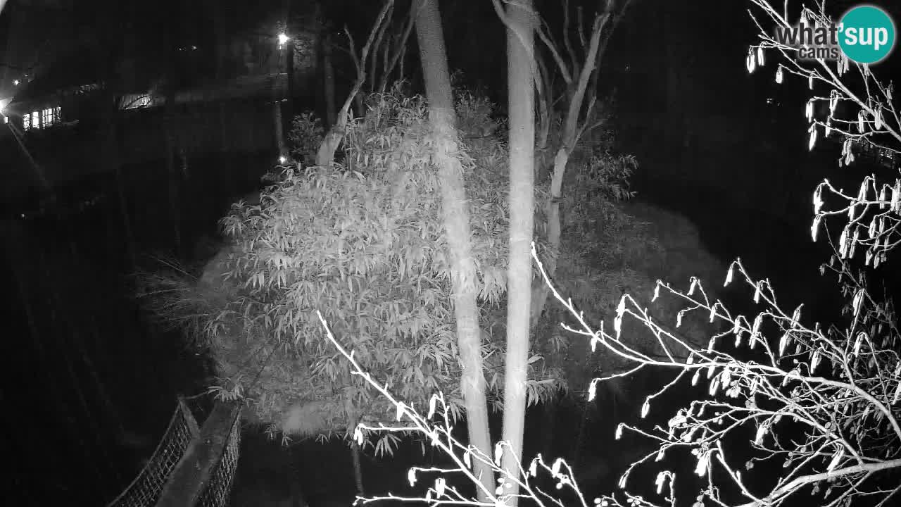 Gibbone dalle guance rosa nello ZOO di Ljubljana