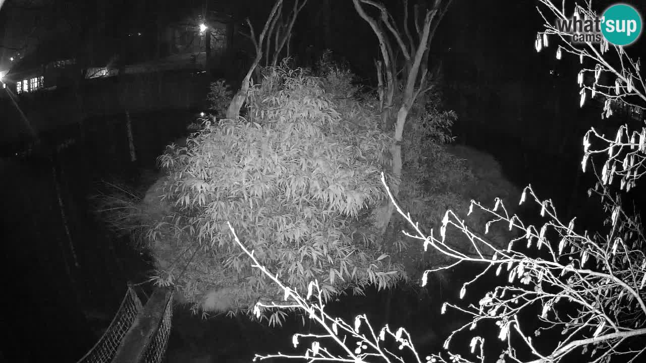 Südlicher Gelbwangen-Schopfgibbon Zoo Ljubljana webcam