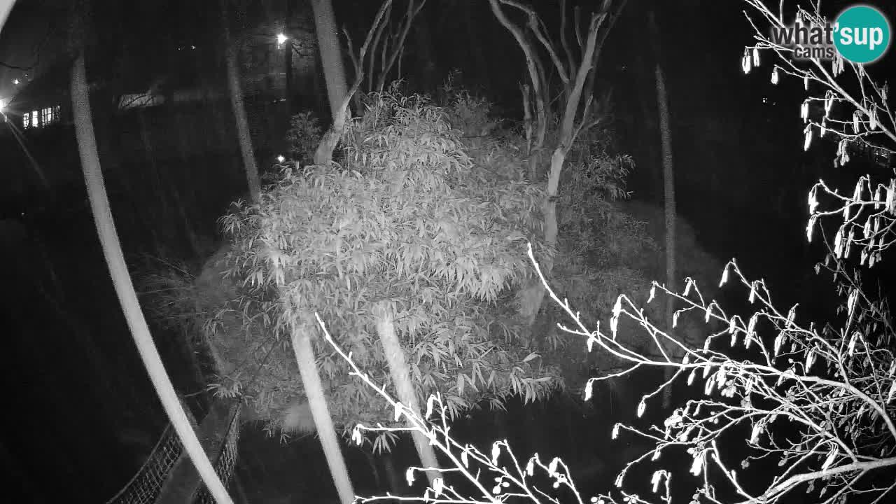 Südlicher Gelbwangen-Schopfgibbon Zoo Ljubljana webcam