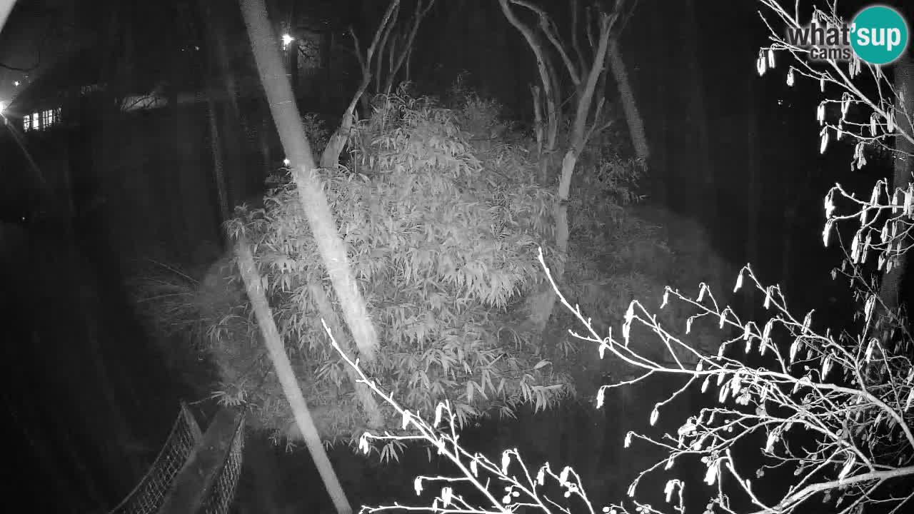 Gibbone dalle guance rosa nello ZOO di Ljubljana