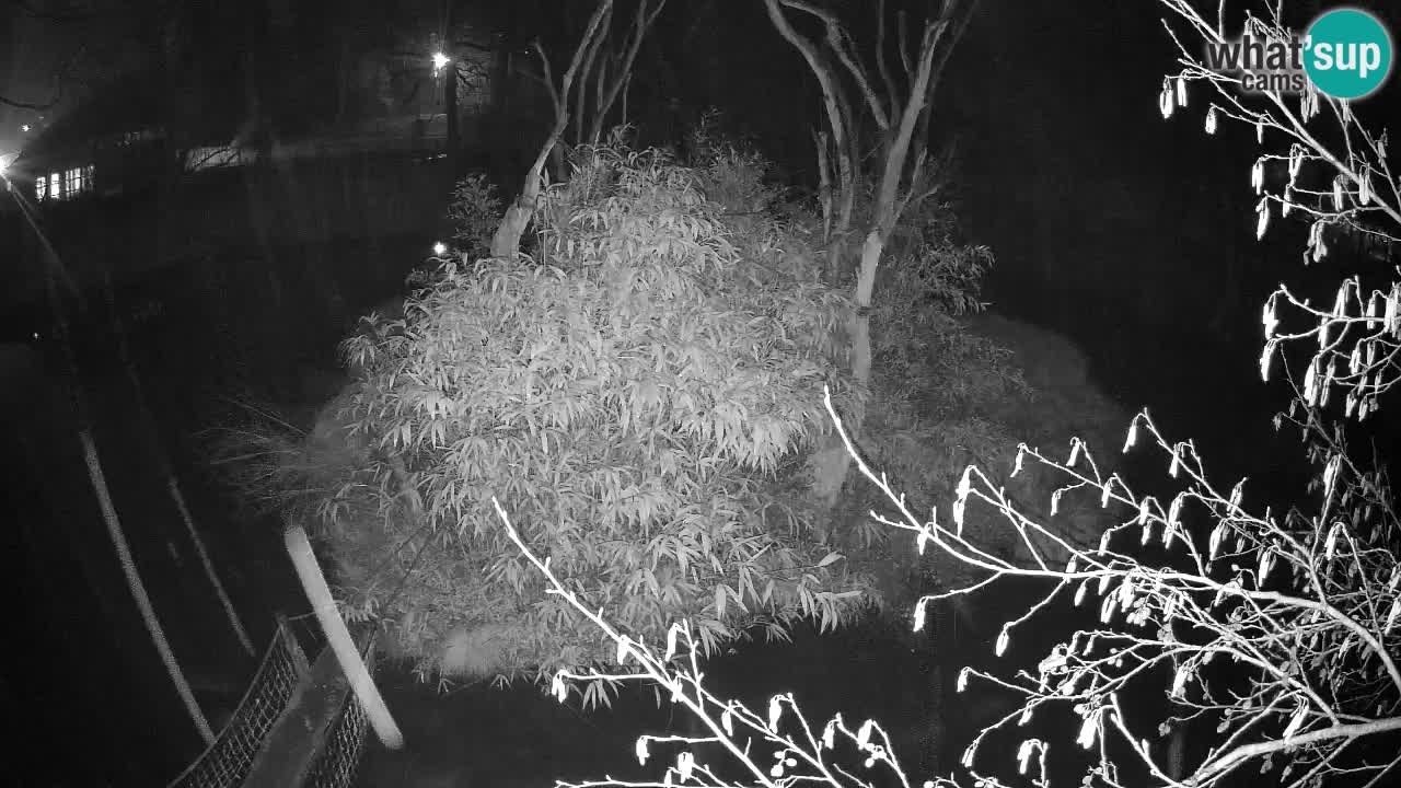 Gibón de mejillas beige Zoo Ljubljana