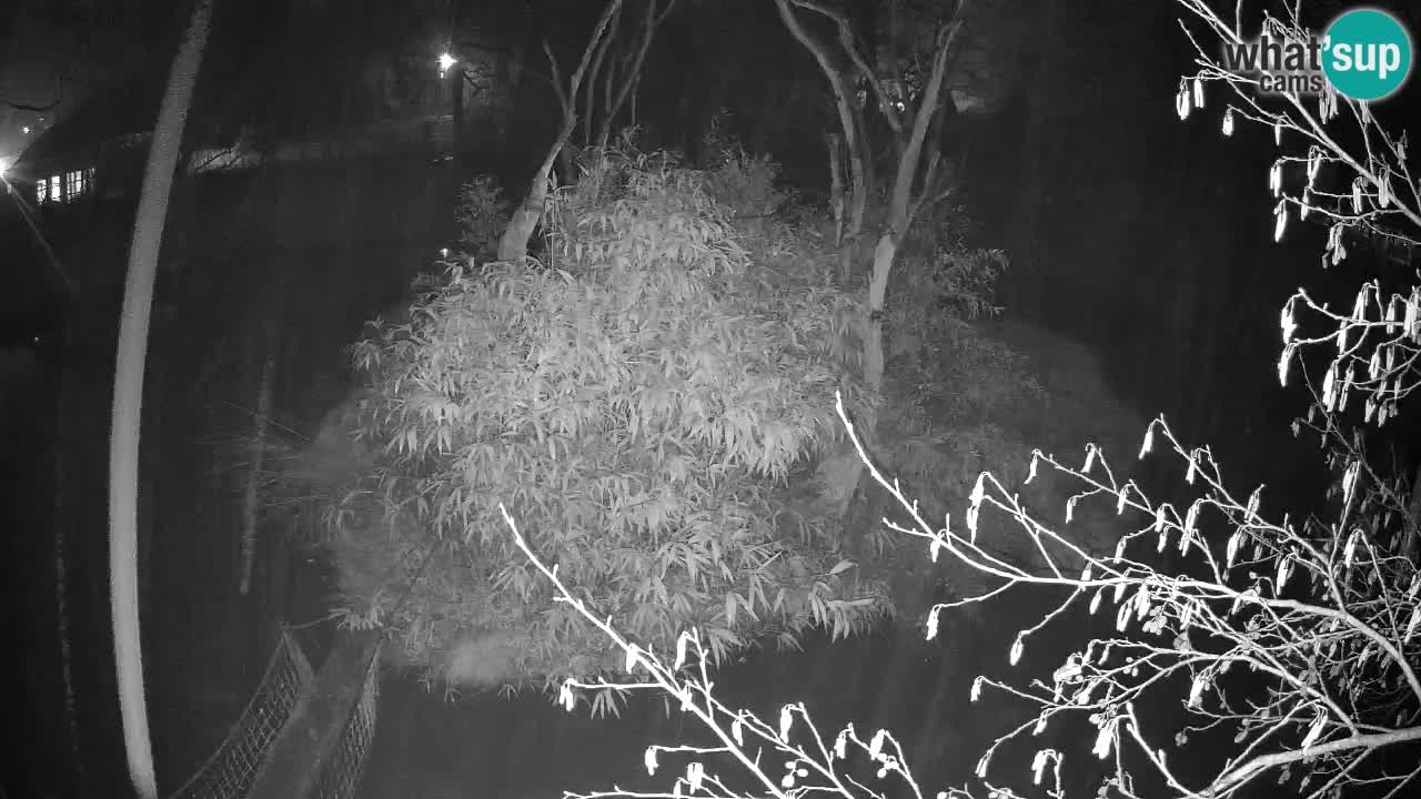 Yellow-cheeked gibbon Zoo Ljubljana livecam