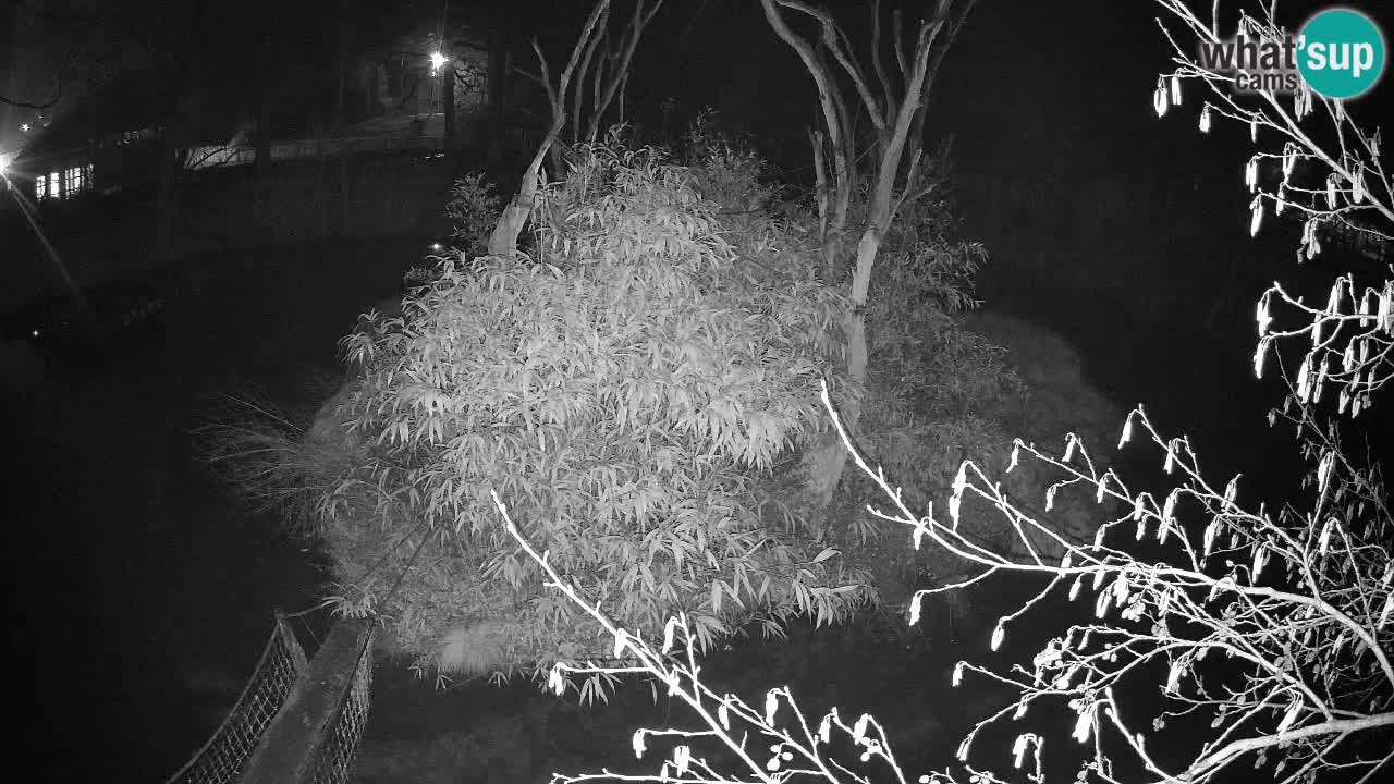 Südlicher Gelbwangen-Schopfgibbon Zoo Ljubljana webcam