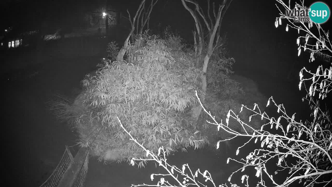 Südlicher Gelbwangen-Schopfgibbon Zoo Ljubljana webcam