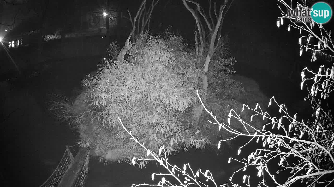 Südlicher Gelbwangen-Schopfgibbon Zoo Ljubljana webcam