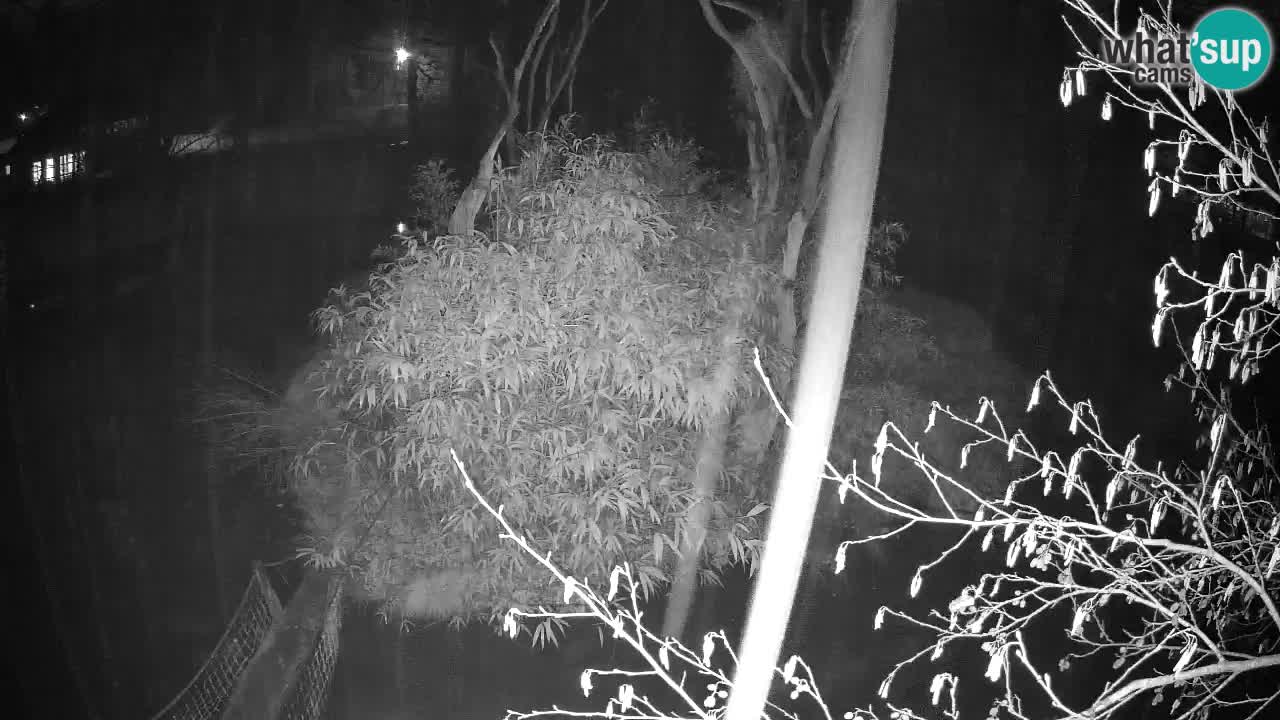 Yellow-cheeked gibbon Zoo Ljubljana livecam