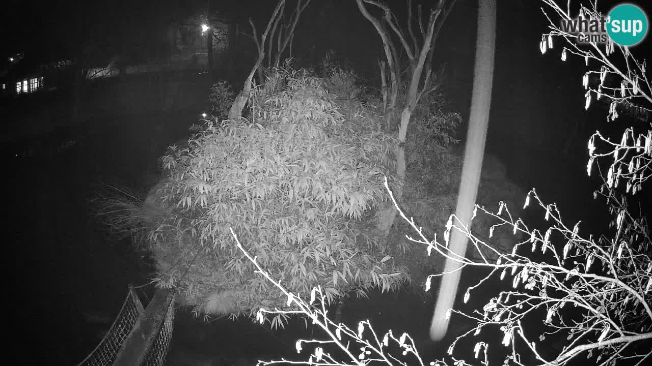 Zlatolični gibon živalski vrt Ljubljana