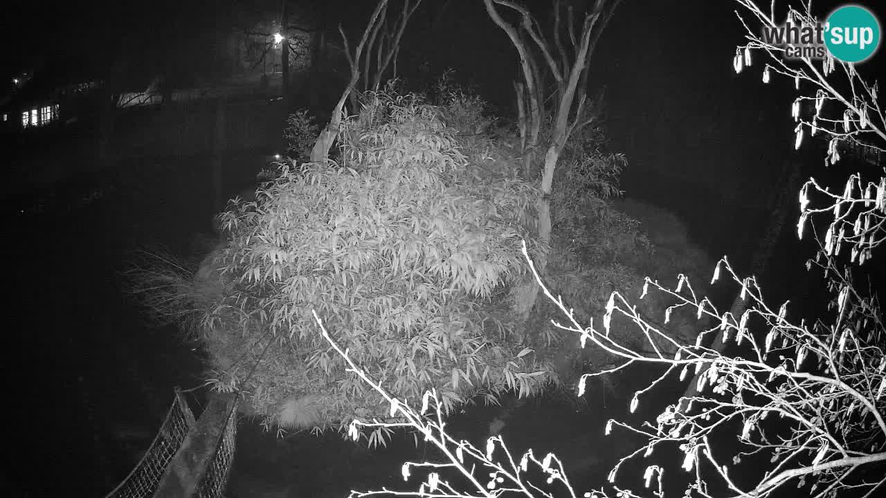 Gibbon à joues jaunes Zoo Ljubljana live cam