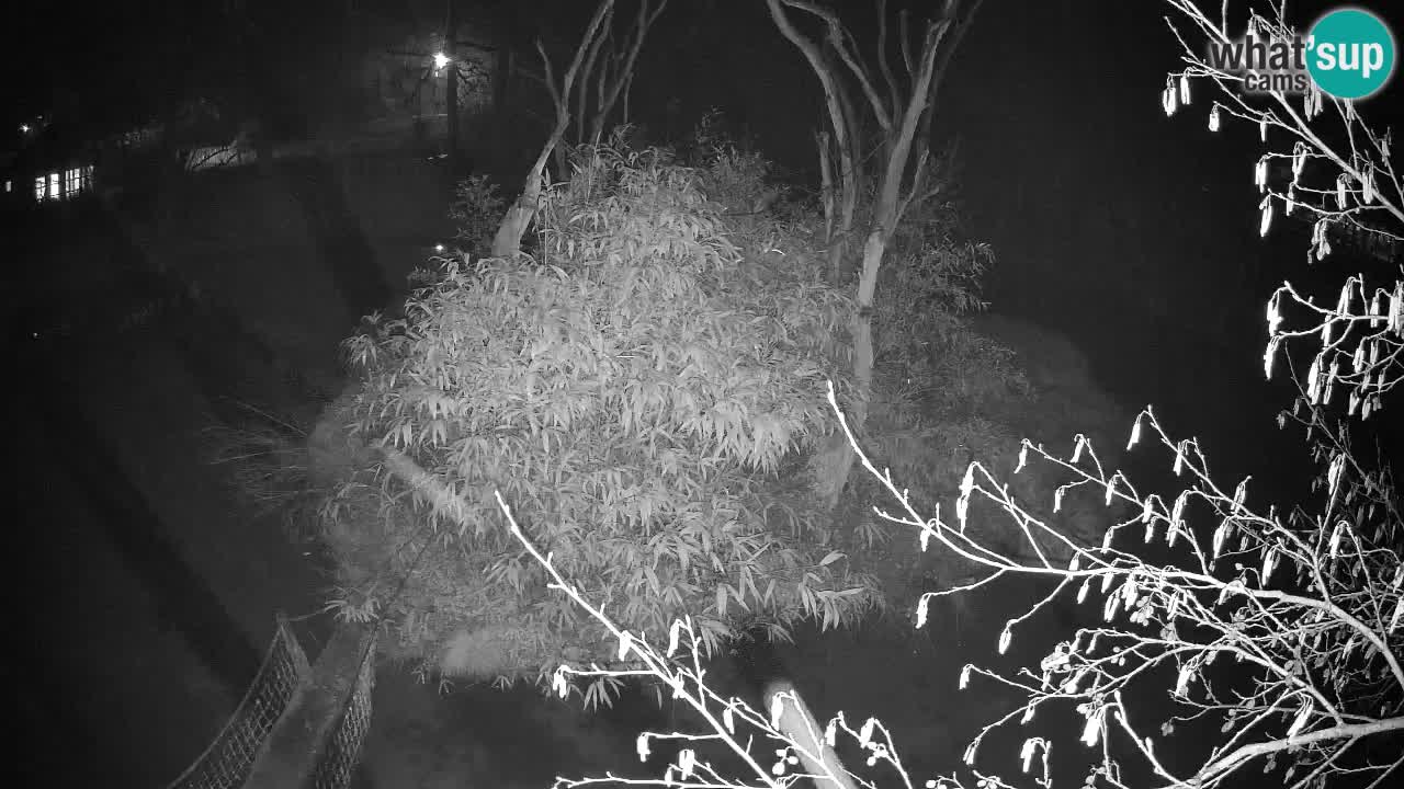 Südlicher Gelbwangen-Schopfgibbon Zoo Ljubljana webcam