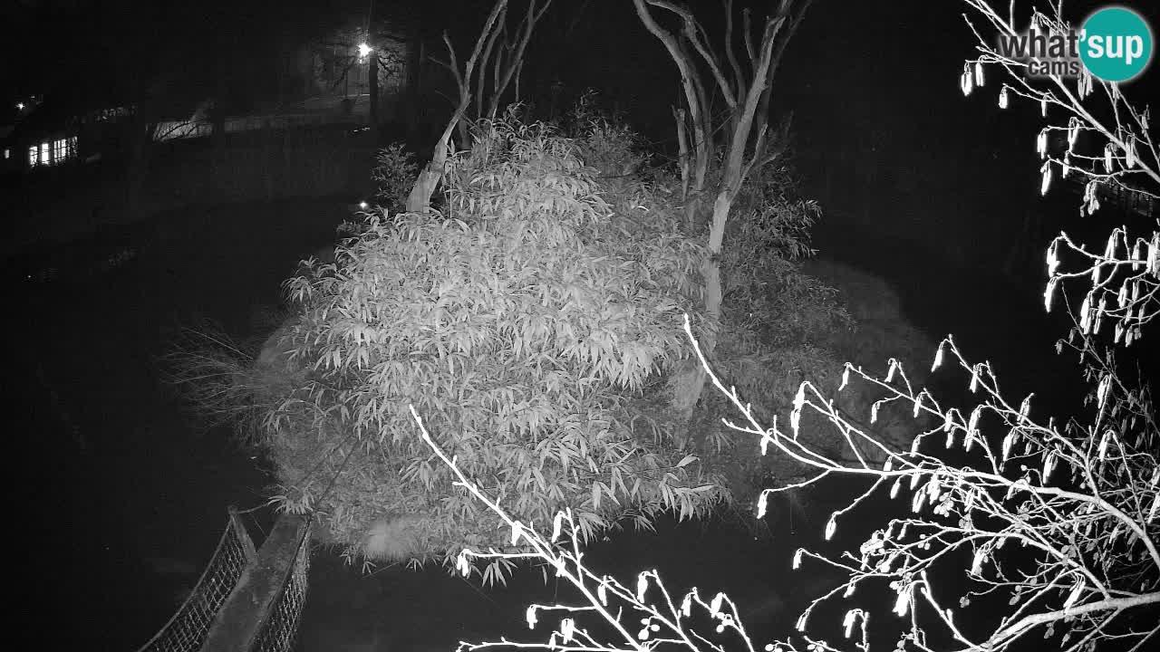 Gibbon à joues jaunes Zoo Ljubljana live cam