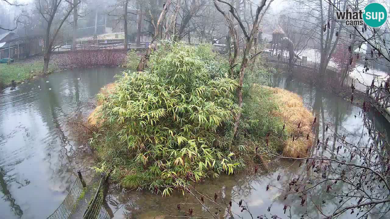 Zlatolični gibon živalski vrt Ljubljana