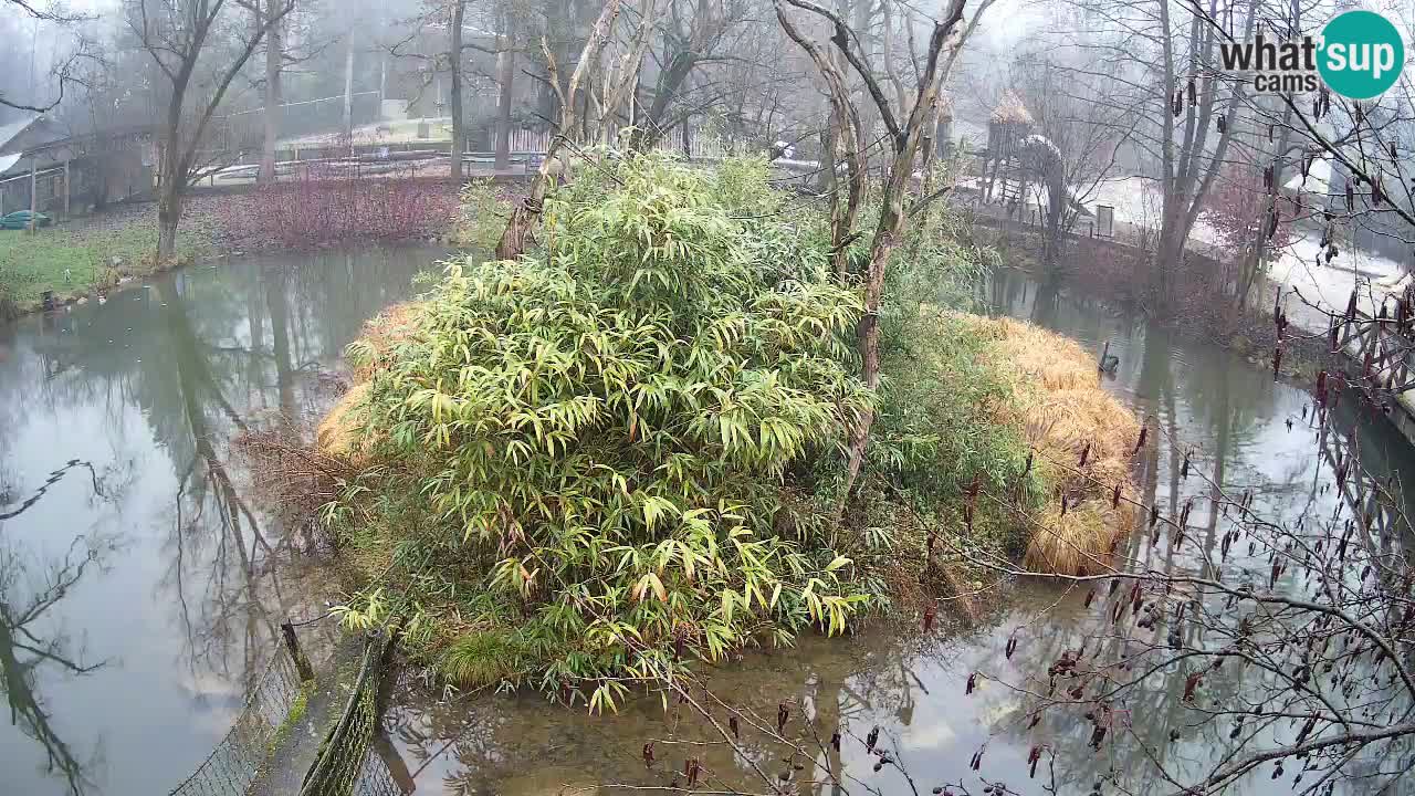 Gibon – Nomascus gabriellae – Zoo Ljubljana web kamera