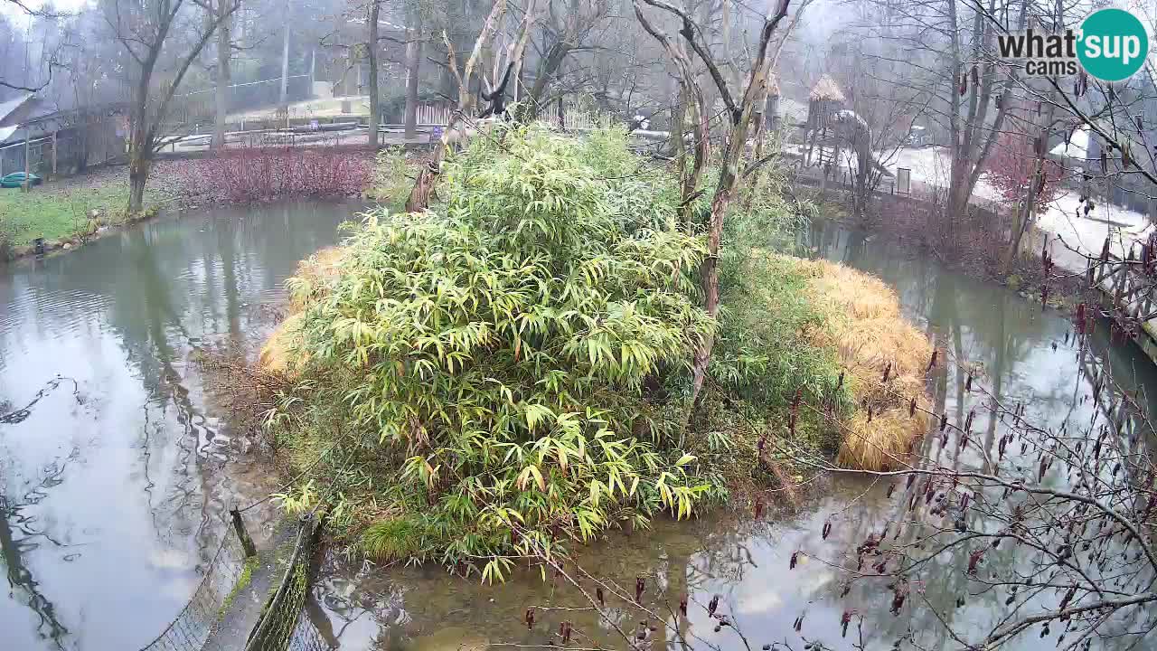 Yellow-cheeked gibbon Zoo Ljubljana livecam