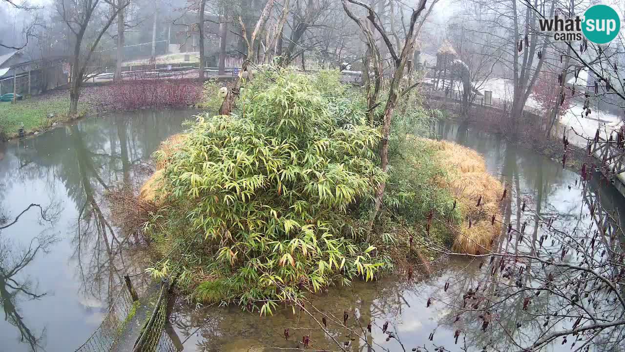 Yellow-cheeked gibbon Zoo Ljubljana livecam
