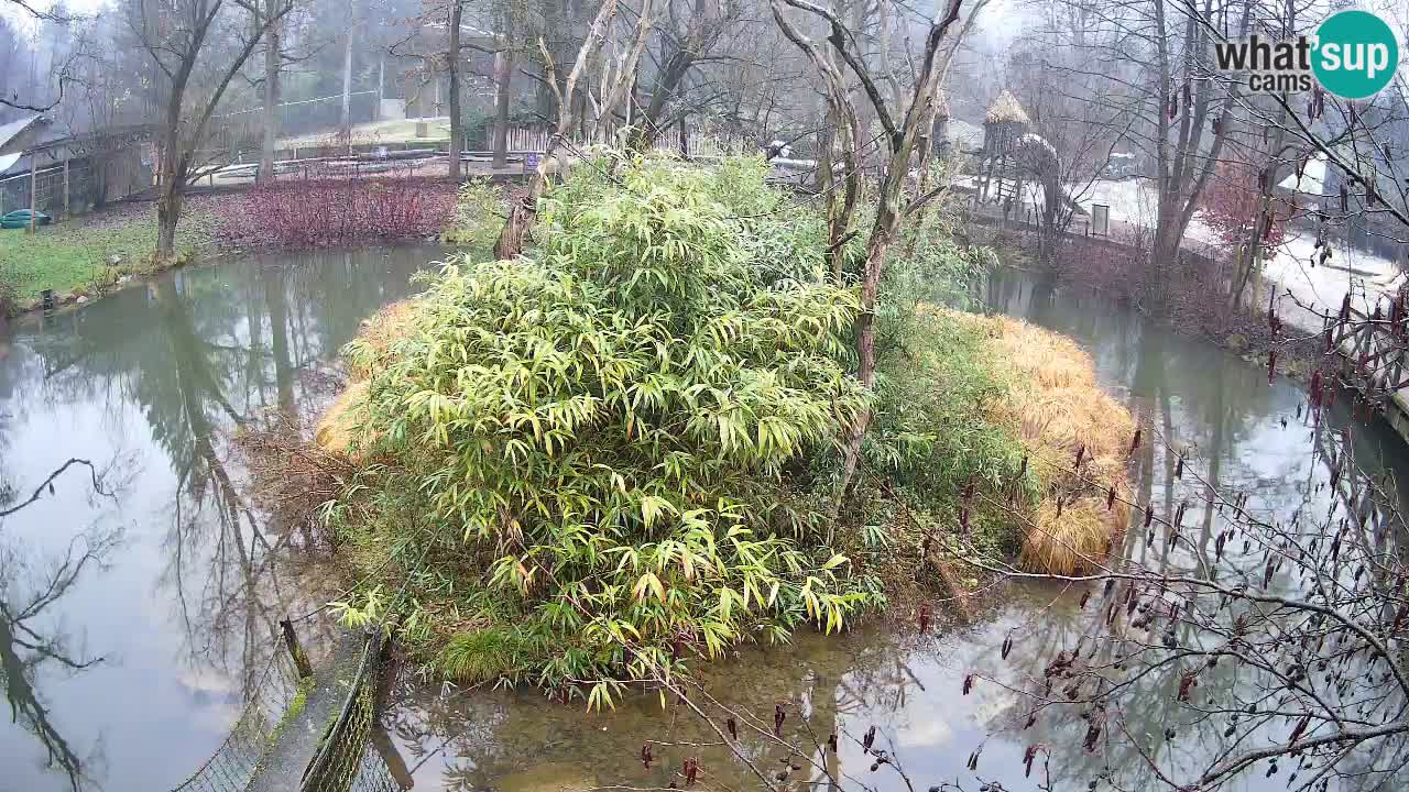 Gibbone dalle guance rosa nello ZOO di Ljubljana