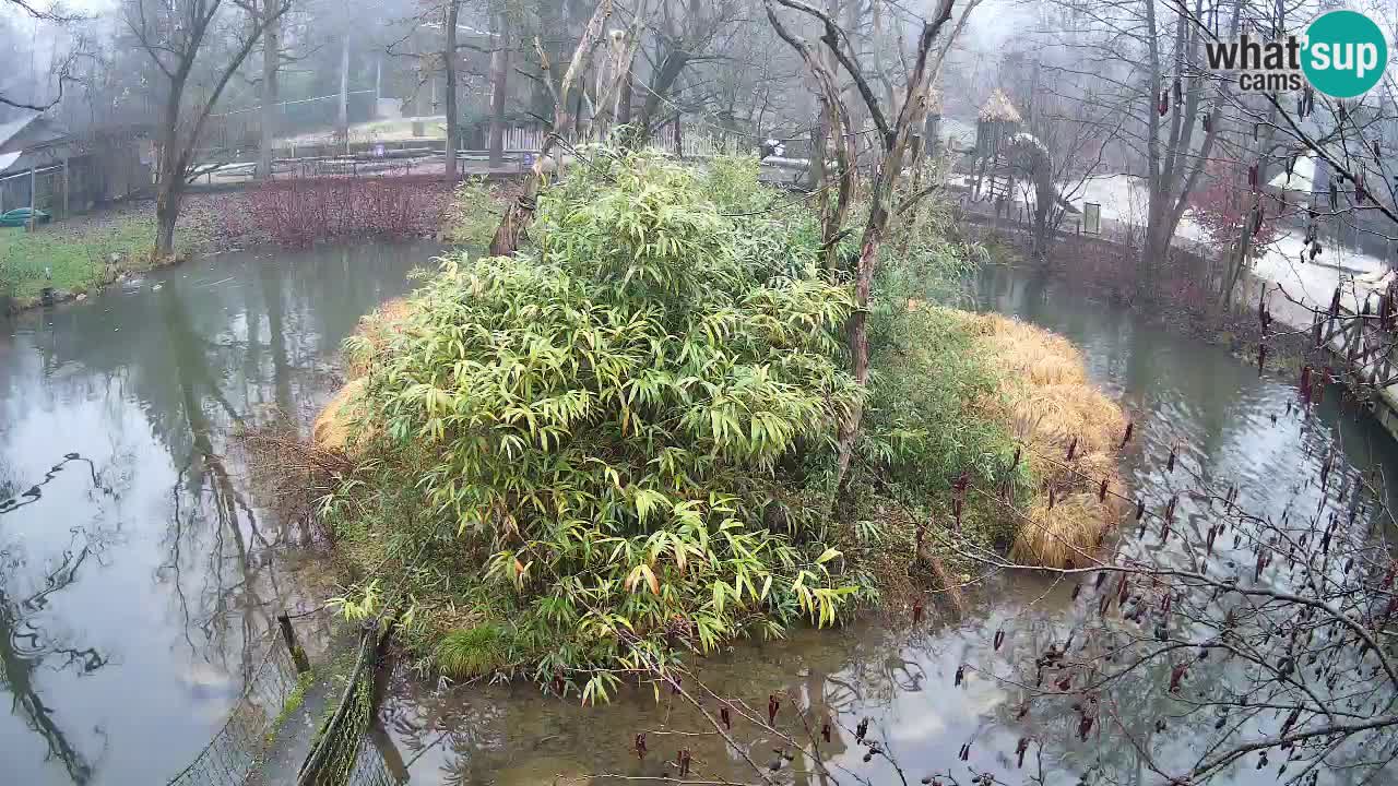 Südlicher Gelbwangen-Schopfgibbon Zoo Ljubljana webcam
