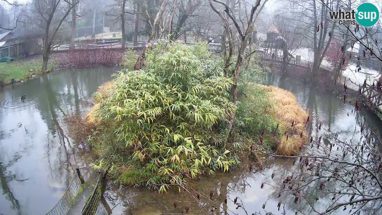 Gibon – Nomascus gabriellae – Zoo Ljubljana web kamera