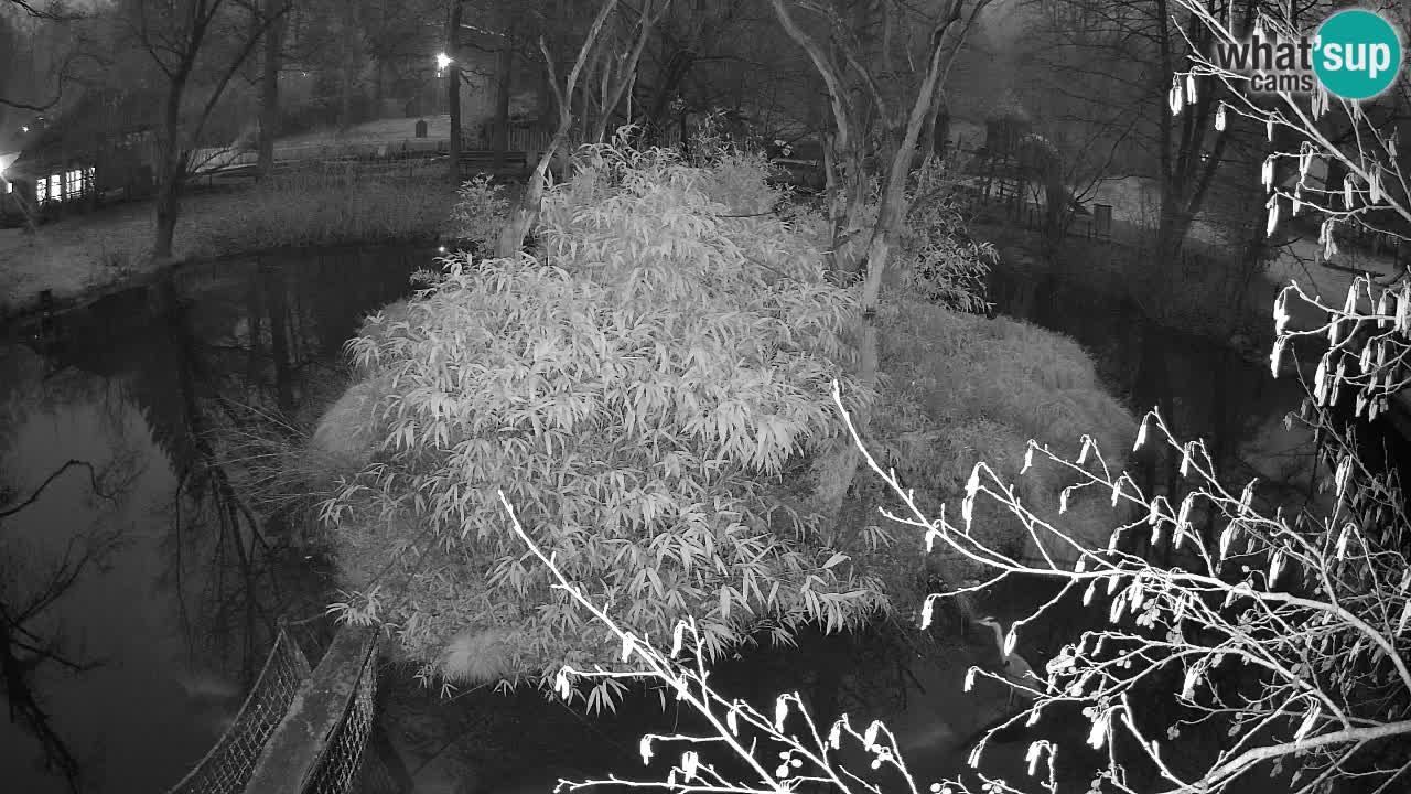 Gibbone dalle guance rosa nello ZOO di Ljubljana