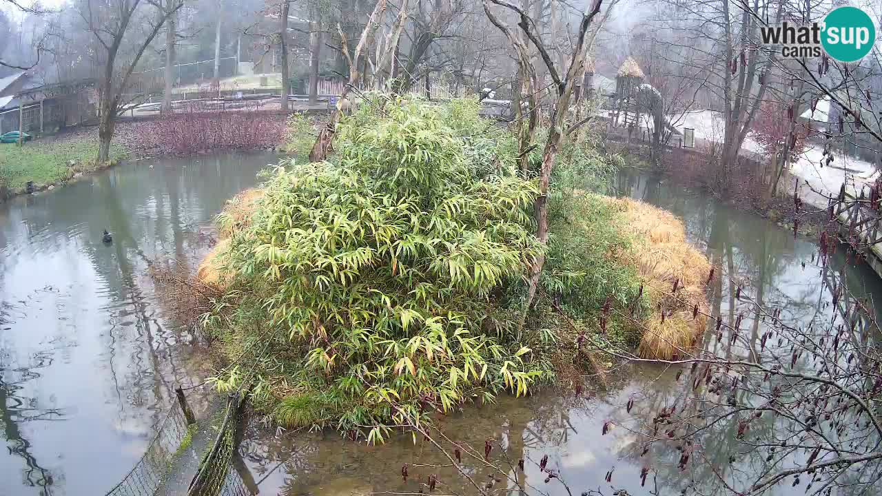 Gibbon à joues jaunes Zoo Ljubljana live cam