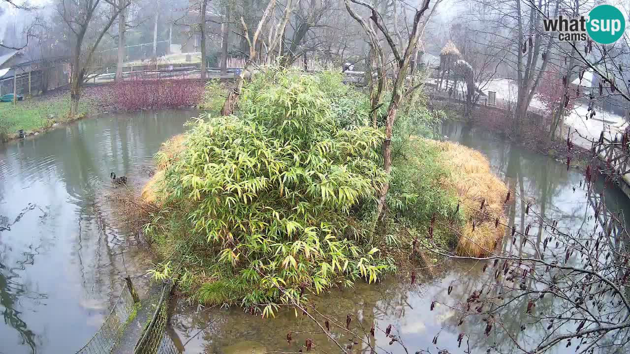 Gibbon à joues jaunes Zoo Ljubljana live cam