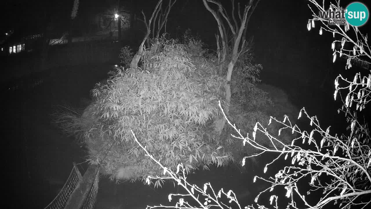 Südlicher Gelbwangen-Schopfgibbon Zoo Ljubljana webcam