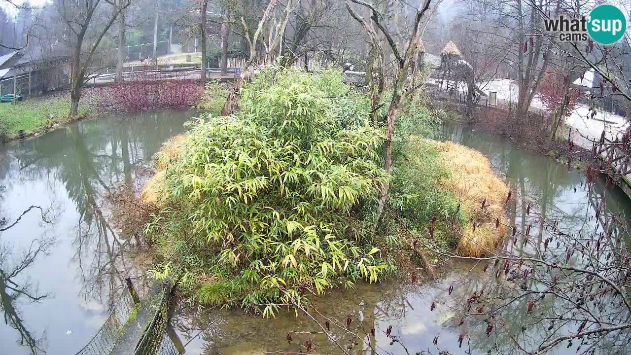 Gibon – Nomascus gabriellae – Zoo Ljubljana web kamera