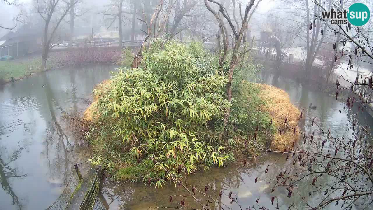 Gibbone dalle guance rosa nello ZOO di Ljubljana