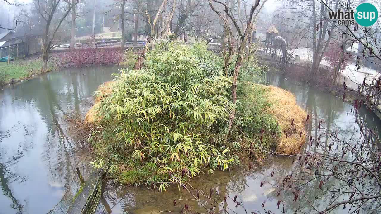 Gibon – Nomascus gabriellae – Zoo Ljubljana web kamera