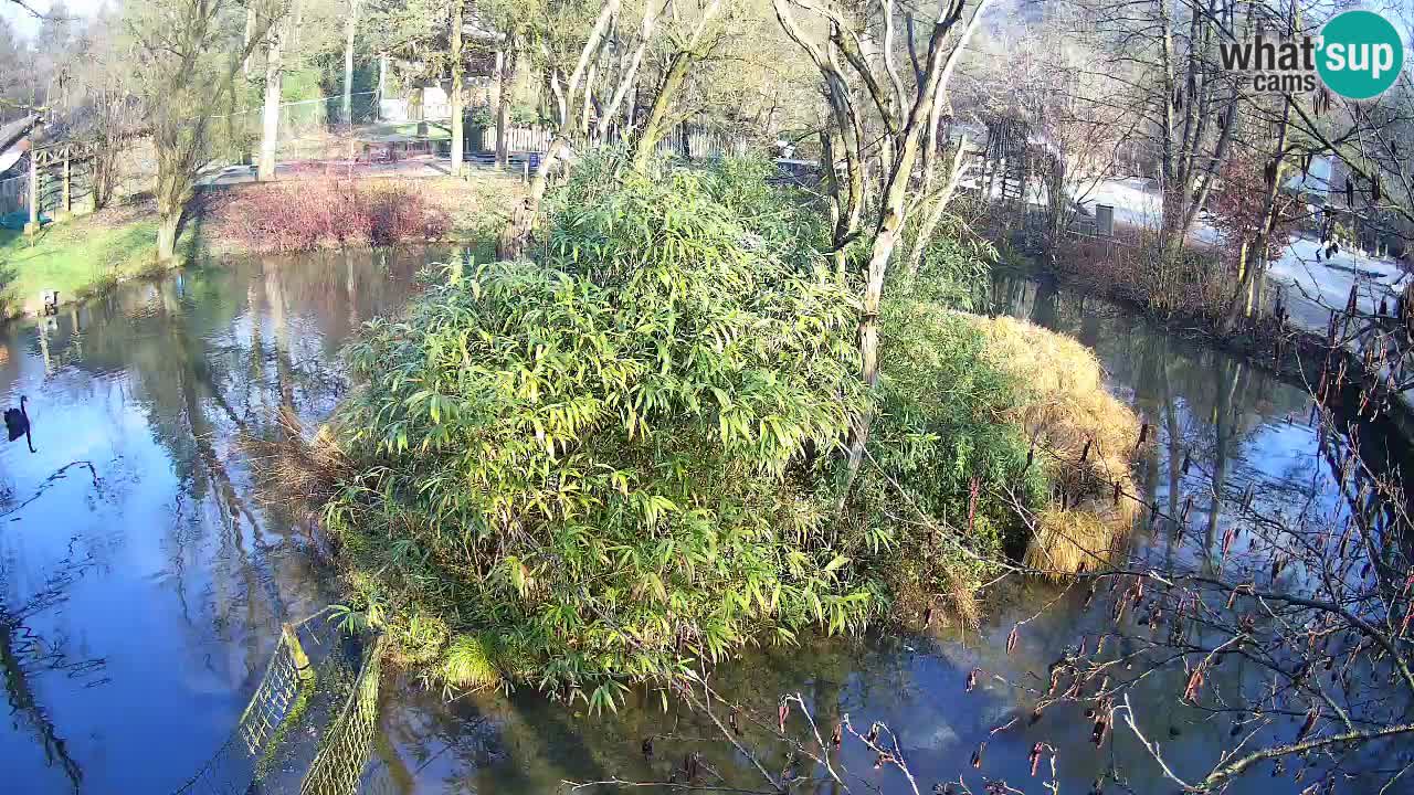Gibbon à joues jaunes Zoo Ljubljana live cam