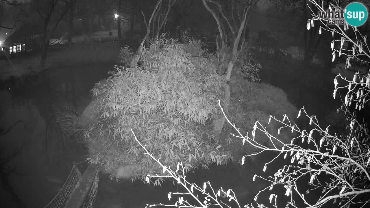 Südlicher Gelbwangen-Schopfgibbon Zoo Ljubljana webcam