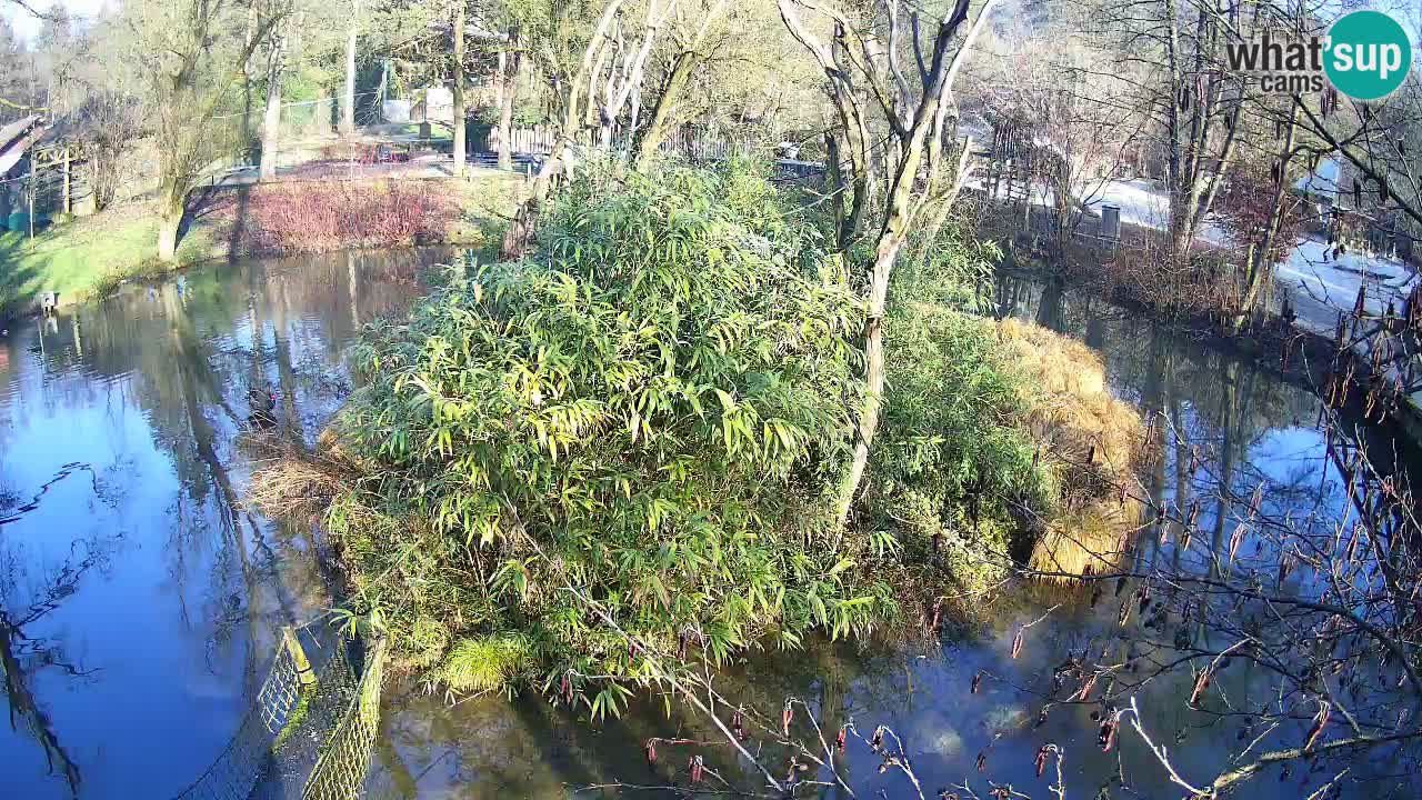 Gibon – Nomascus gabriellae – Zoo Ljubljana web kamera