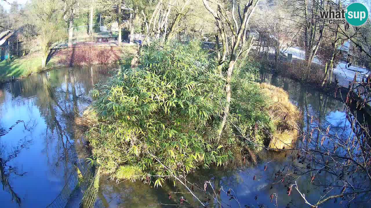 Yellow-cheeked gibbon Zoo Ljubljana livecam