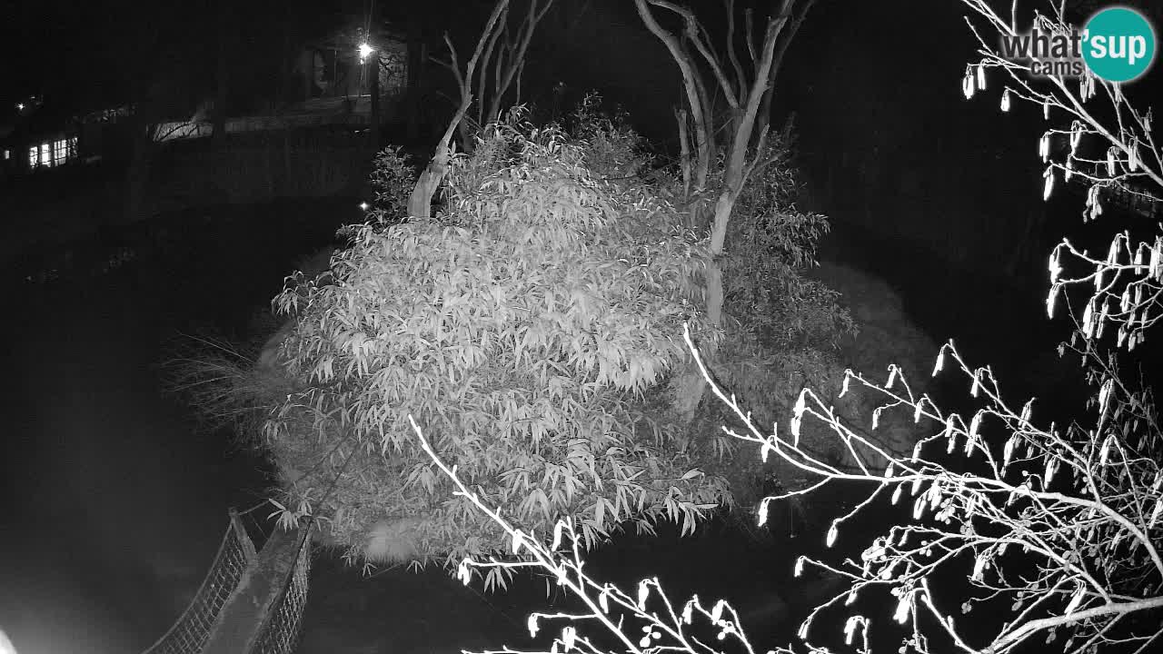 Gibon – Nomascus gabriellae – Zoo Ljubljana web kamera