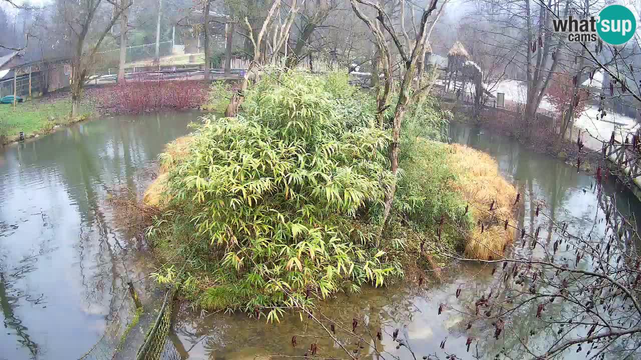 Yellow-cheeked gibbon Zoo Ljubljana livecam