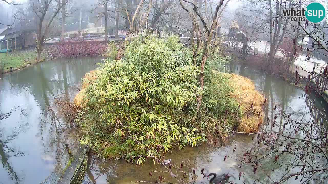 Gibbone dalle guance rosa nello ZOO di Ljubljana