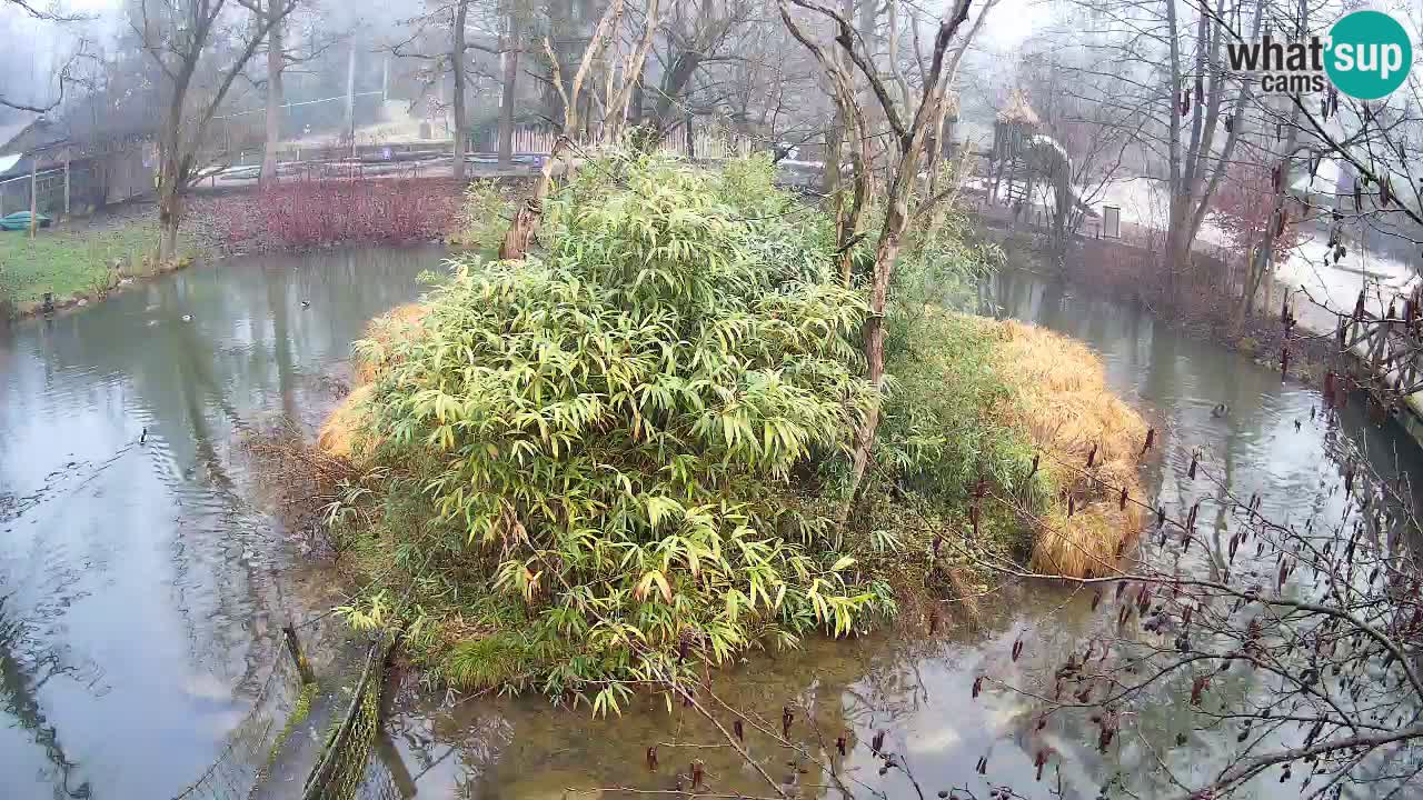 Gibbone dalle guance rosa nello ZOO di Ljubljana