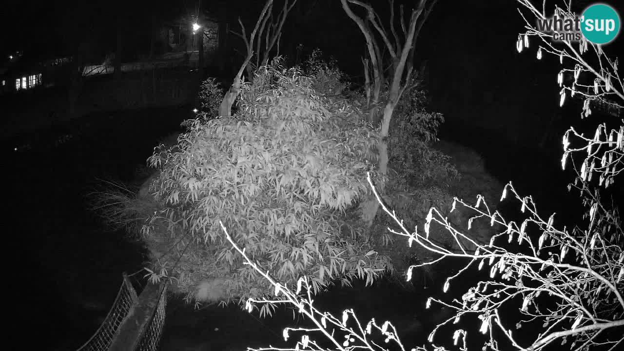 Gibbon à joues jaunes Zoo Ljubljana live cam