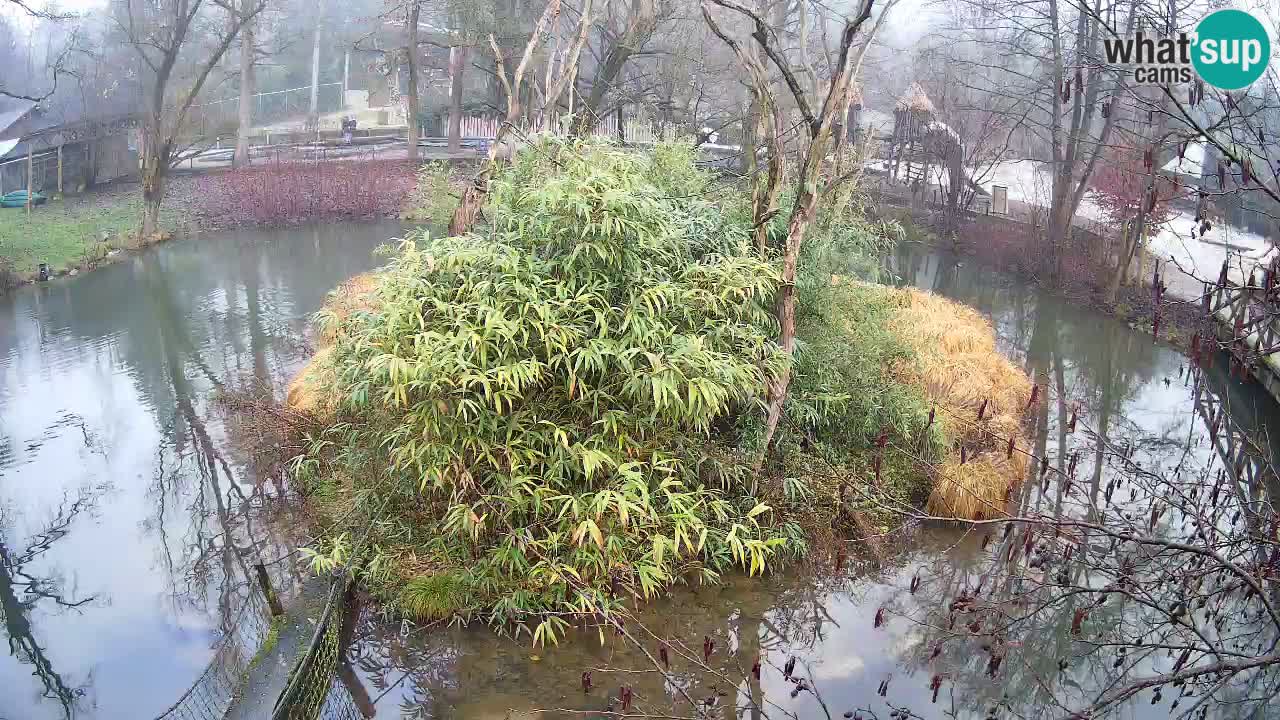 Zlatolični gibon živalski vrt Ljubljana