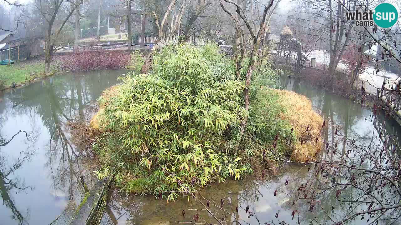 Gibón de mejillas beige Zoo Ljubljana