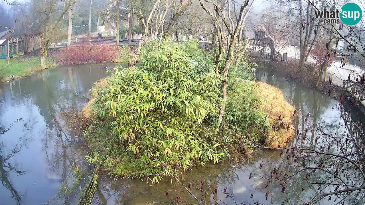Gibon – Nomascus gabriellae – Zoo Ljubljana web kamera