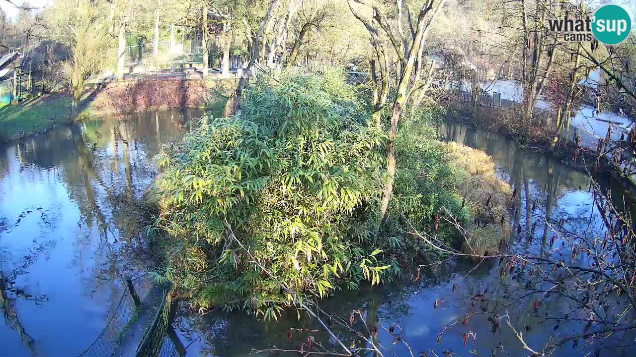 Gibón de mejillas beige Zoo Ljubljana