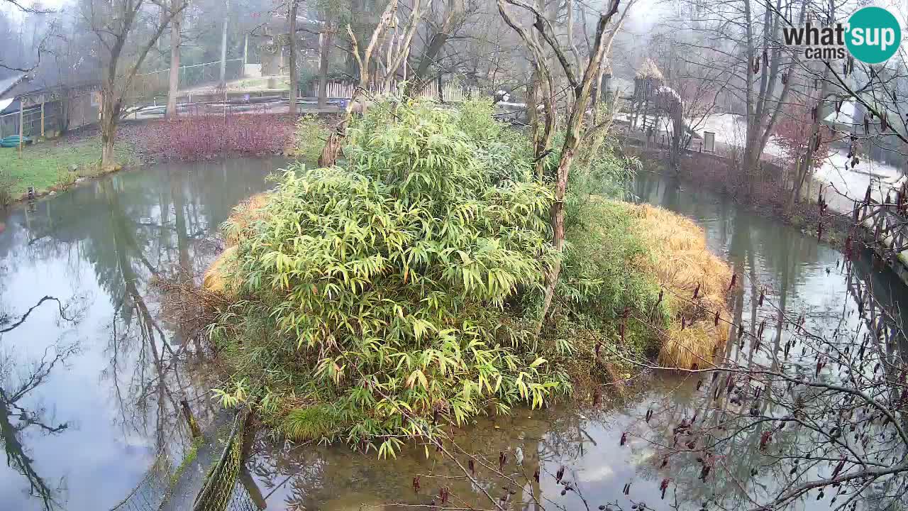 Yellow-cheeked gibbon Zoo Ljubljana livecam