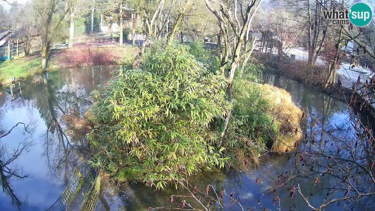 Yellow-cheeked gibbon Zoo Ljubljana livecam