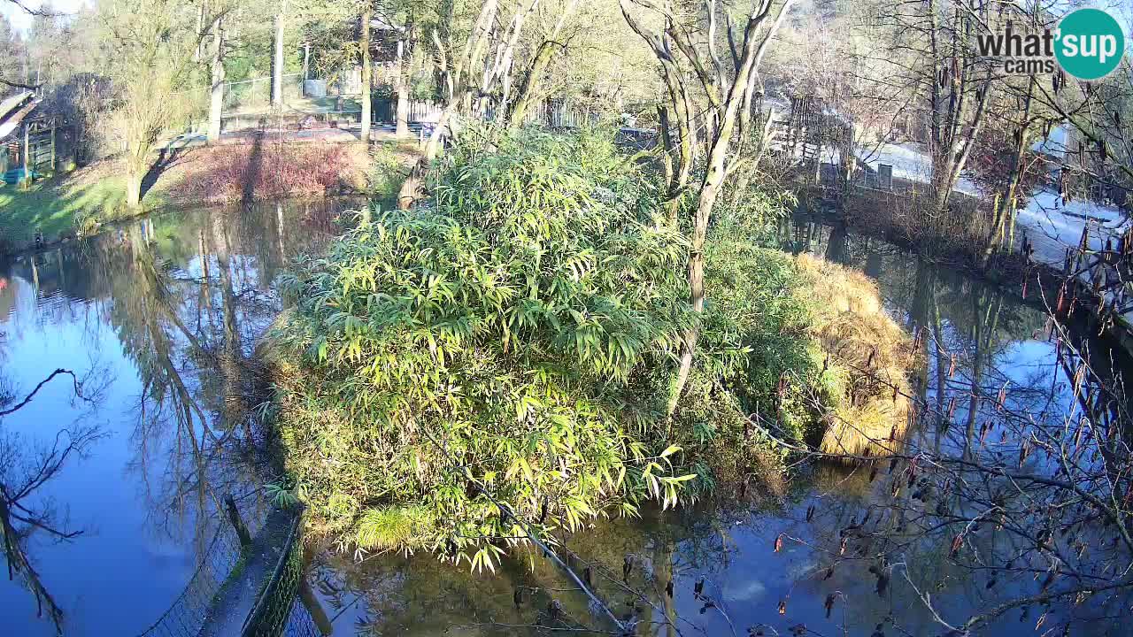 Gibon – Nomascus gabriellae – Zoo Ljubljana web kamera