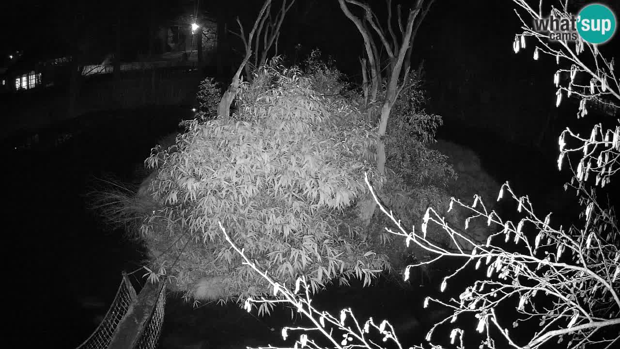 Südlicher Gelbwangen-Schopfgibbon Zoo Ljubljana webcam