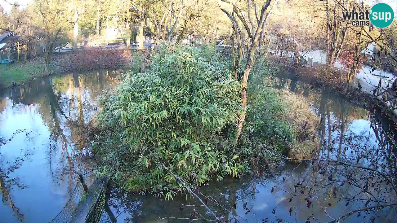 Gibbon à joues jaunes Zoo Ljubljana live cam